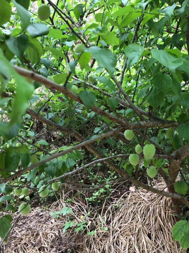 广西本地青梅花皮少个头大