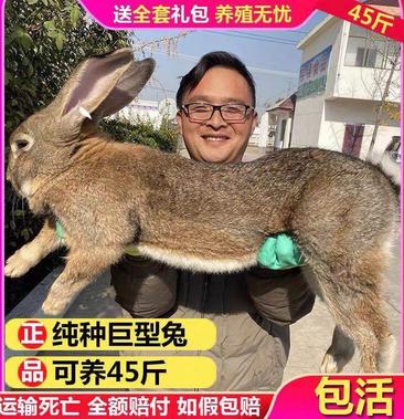 2020新品巨兔喜马拉雅巨兔大型家兔子活体巨型兔可长45