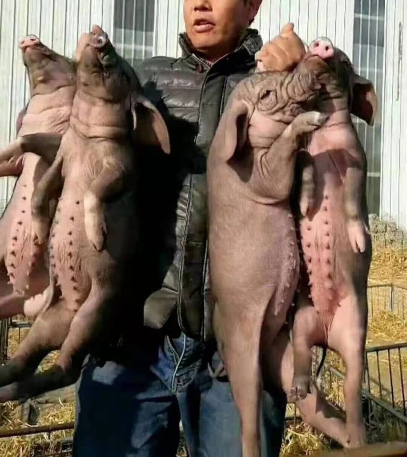【推荐】三元二元仔猪苗猪供应防疫严格抗病能力强包成活