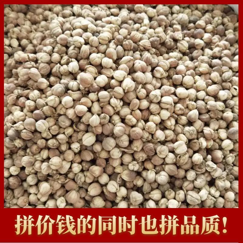 【推荐】白蔻白蔻货源充足，一手货源，欢迎前来选购