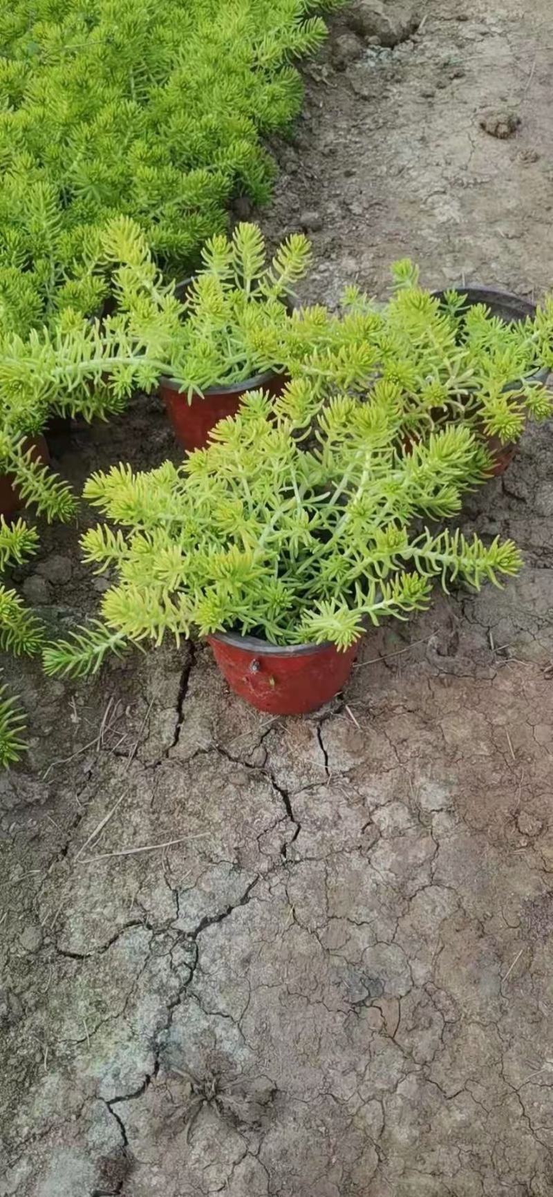 双色盆金叶佛甲草扦插