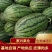 精品西瓜2K，皮薄，大红瓤，糖度高，耐运输。