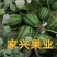 精品西瓜2K，皮薄，大红瓤，糖度高，耐运输。