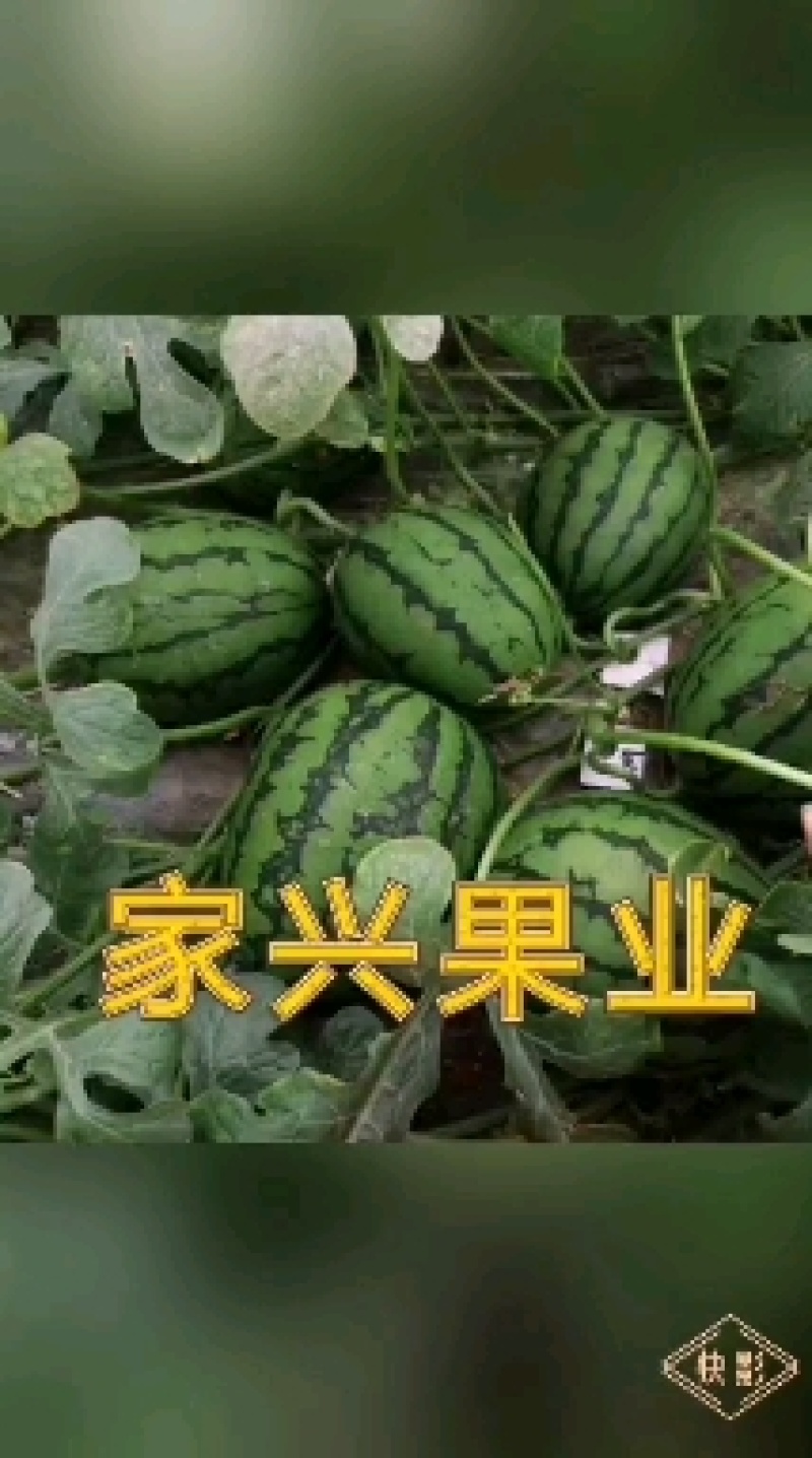 精品西瓜2K，皮薄，大红瓤，糖度高，耐运输。
