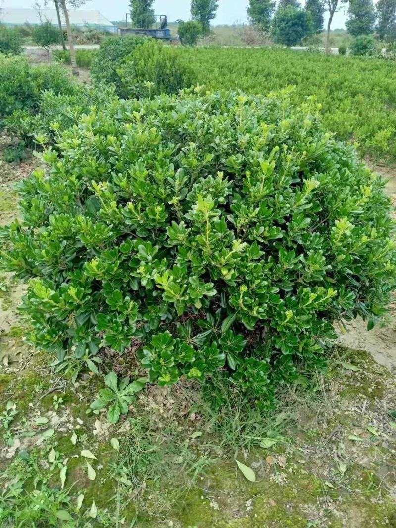海桐球，海桐基地，浏阳广盛苗木，大量供应。