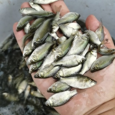 鲫鱼苗5~8公分，送货上门，货到付款，欢迎各位老板订购