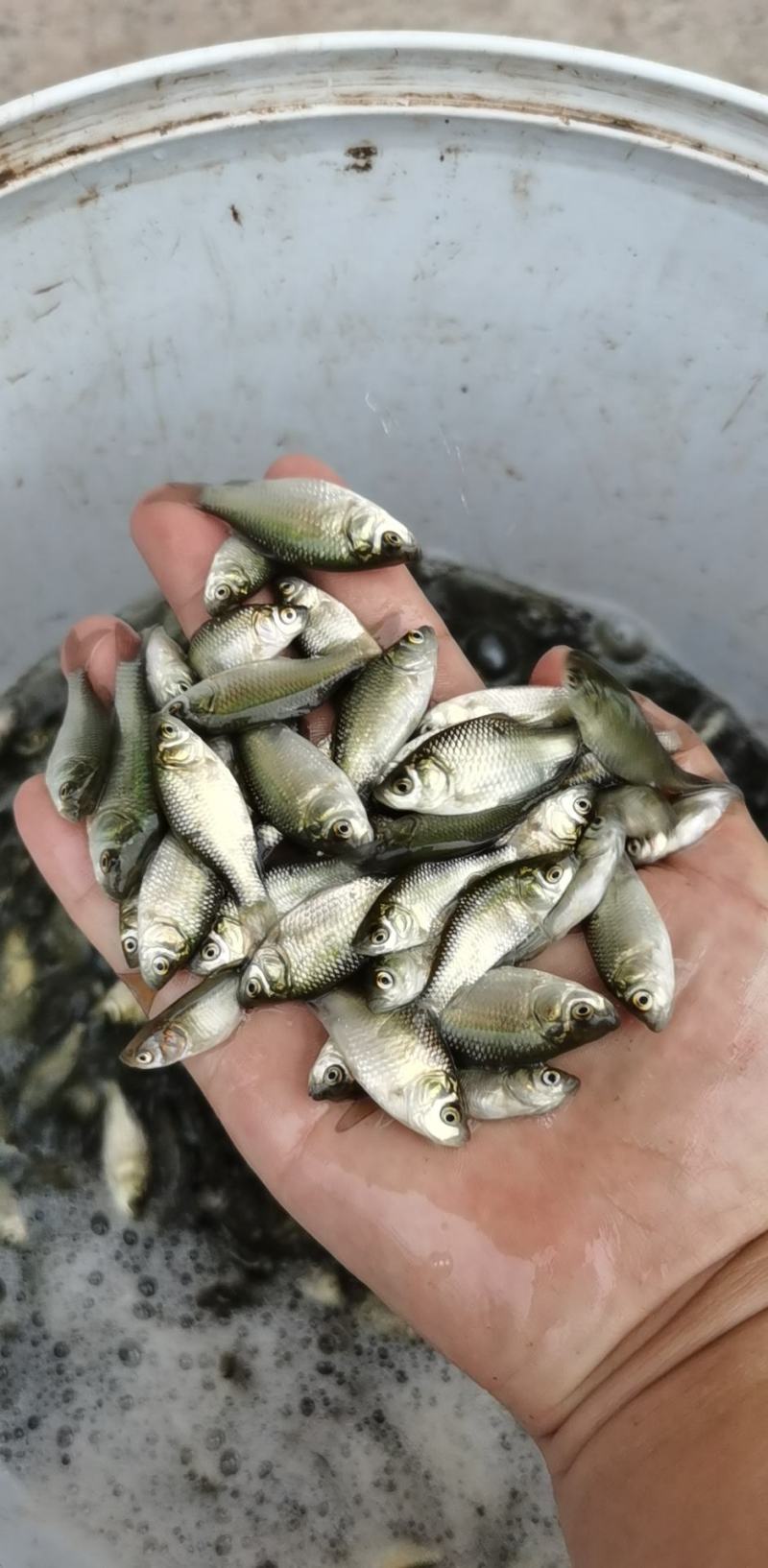 鲫鱼苗5~8公分，送货上门，货到付款，欢迎各位老板订购