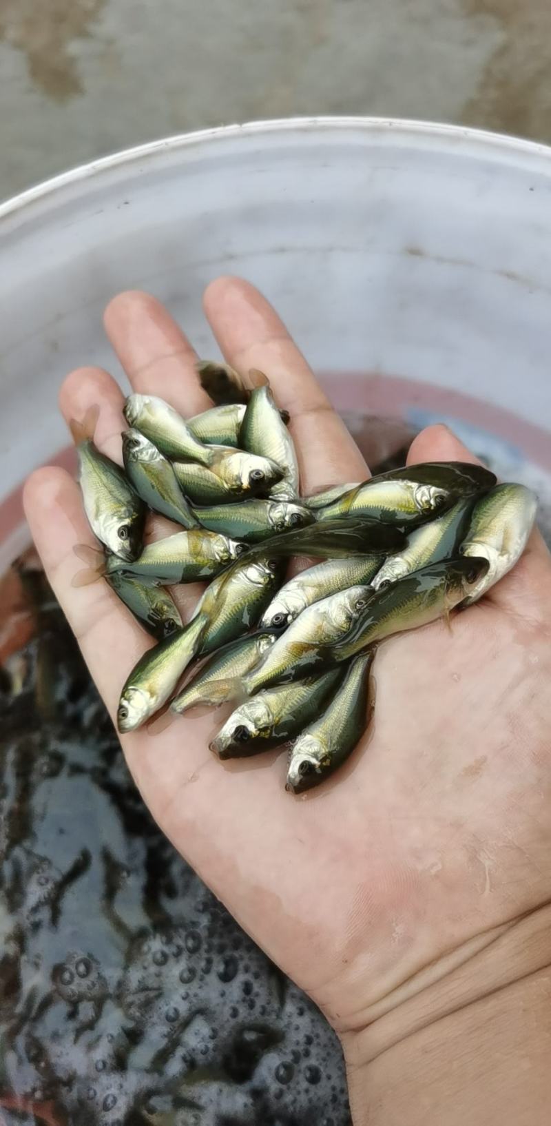 鲫鱼苗5~8公分，送货上门，货到付款，欢迎各位老板订购