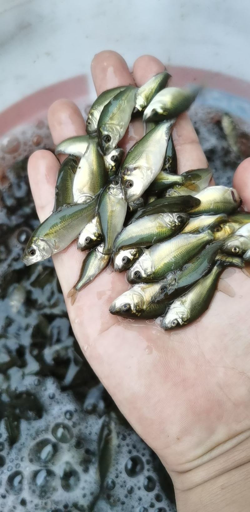 鲫鱼苗5~8公分，送货上门，货到付款，欢迎各位老板订购