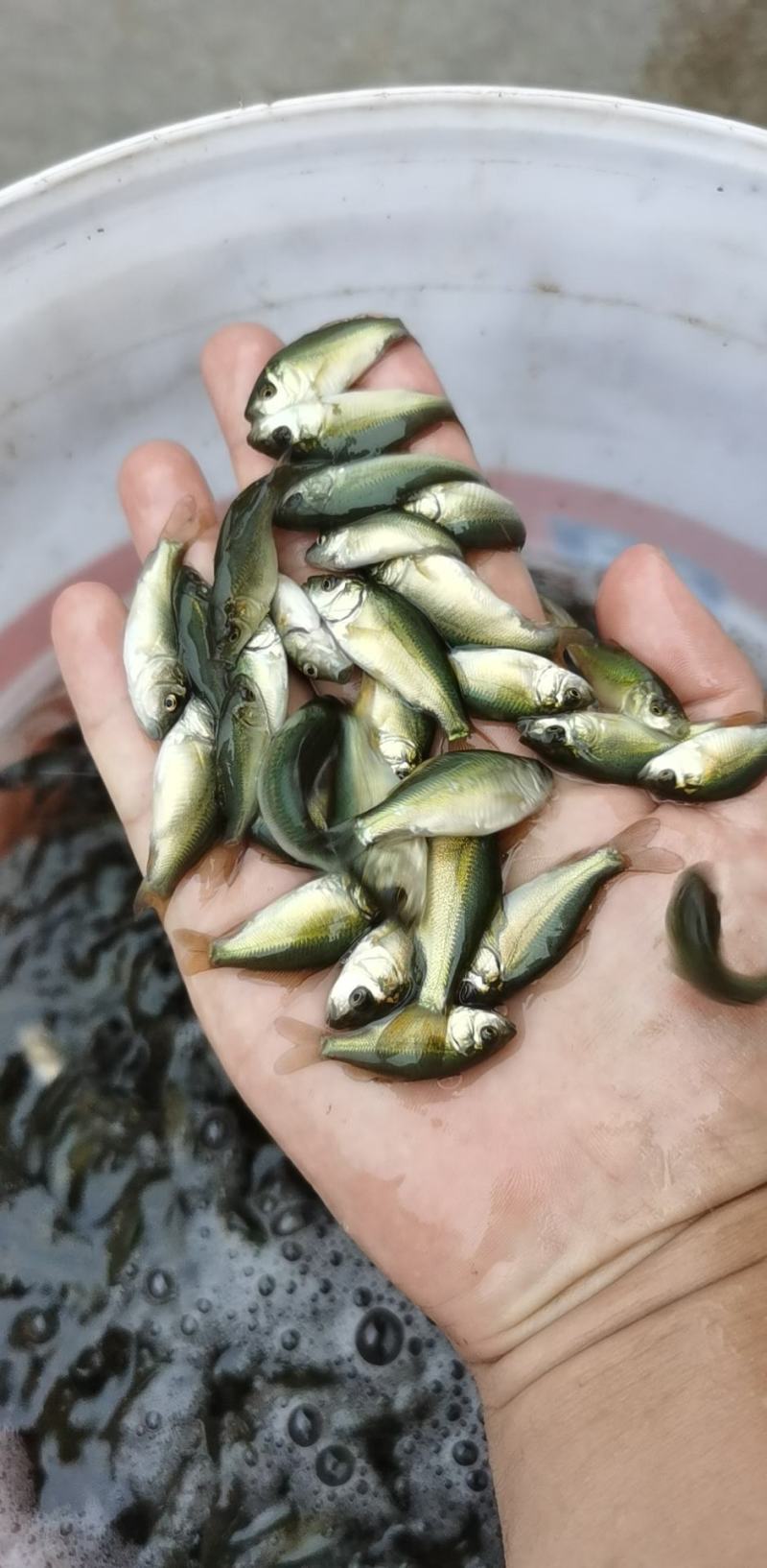 鲫鱼苗5~8公分，送货上门，货到付款，欢迎各位老板订购
