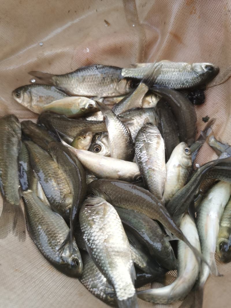 鲫鱼苗5~8公分，送货上门，货到付款，欢迎各位老板订购