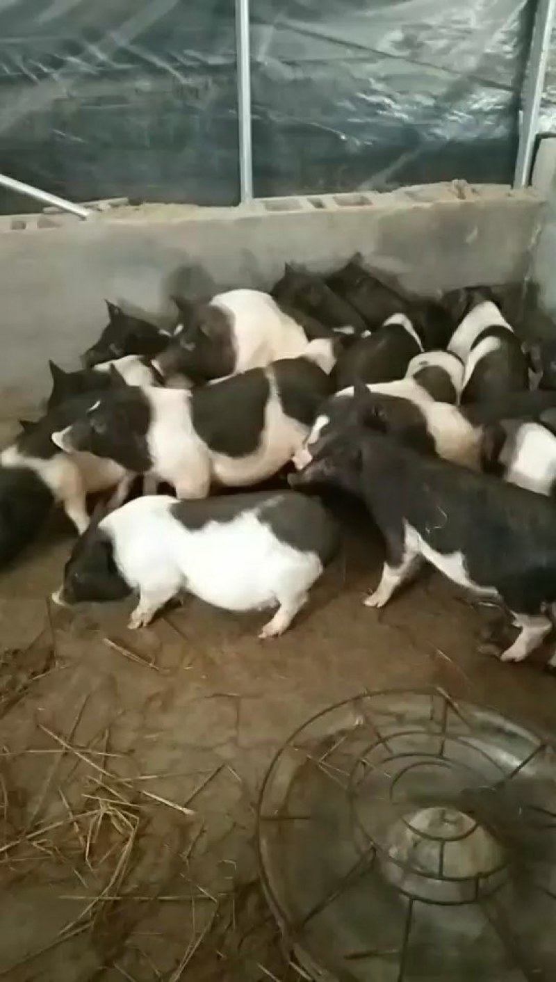 巴马香猪，巴马香猪猪仔，巴马香猪母猪，全国发货，一对起