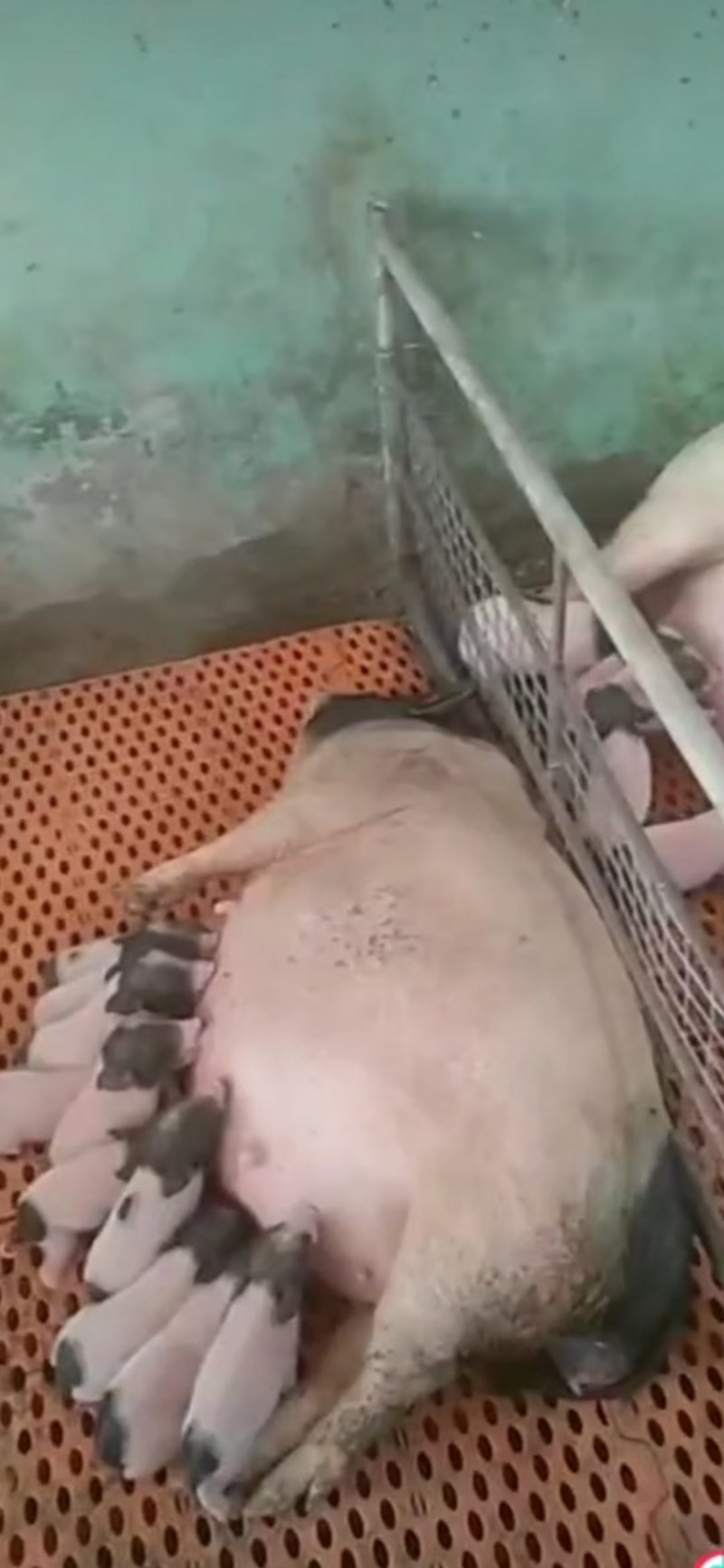 巴马香猪，巴马香猪猪仔，巴马香猪母猪，全国发货，一对起
