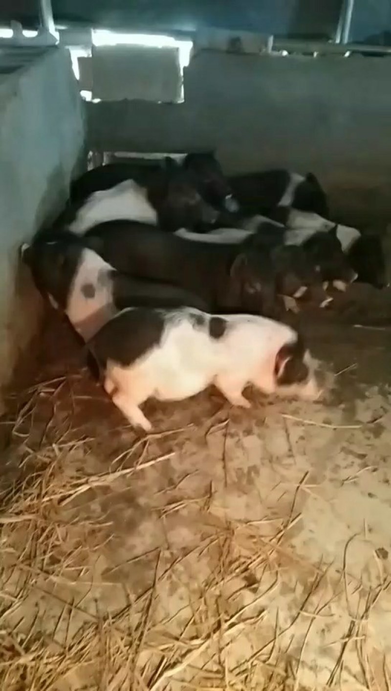 巴马香猪，巴马香猪猪仔，巴马香猪母猪，全国发货，一对起
