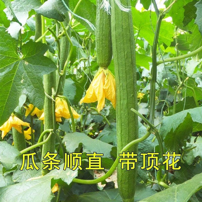丝瓜苗，中绿杂交丝瓜苗，寿光育苗基地苗厂直对接