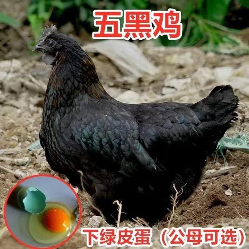 五黑一绿蛋鸡，麻羽绿壳蛋鸡