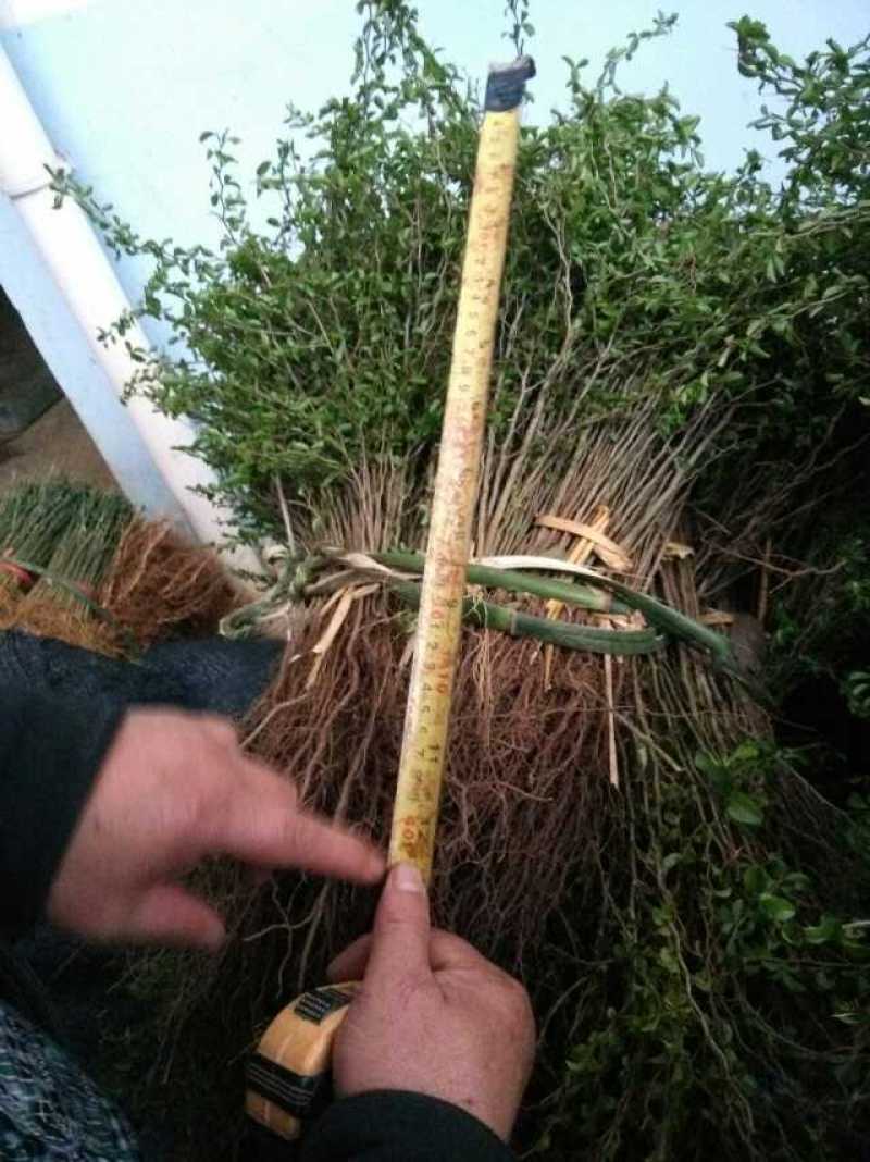 铁篱笆，马夹刺，各种规格的苗