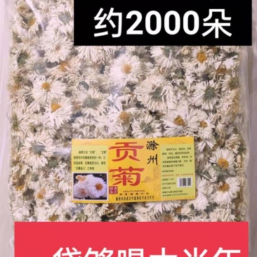【年货节】菊花茶滁菊贡菊白菊花茶滁菊特产