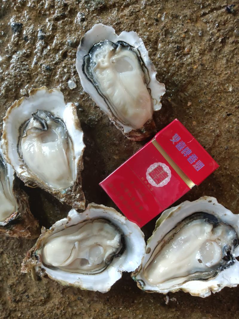 湛江净化肥蚝产地供应包肥新鲜产地视频一对一服务