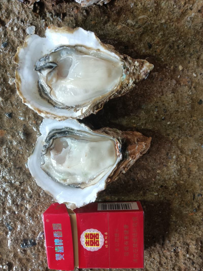 湛江净化肥蚝产地供应包肥新鲜产地视频一对一服务