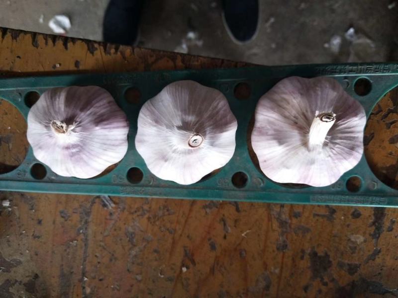 【精选】河南周口万亩基地大蒜，扒皮蒜，把子蒜，鲜蒜，干蒜