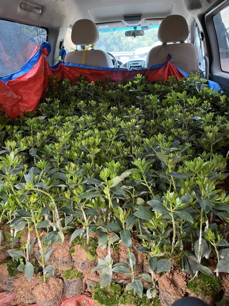 广西藤县大红八角嫁接苗基地直销杯苗现发量大从优