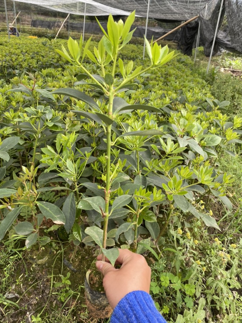 广西藤县大红八角嫁接苗基地直销杯苗现发量大从优