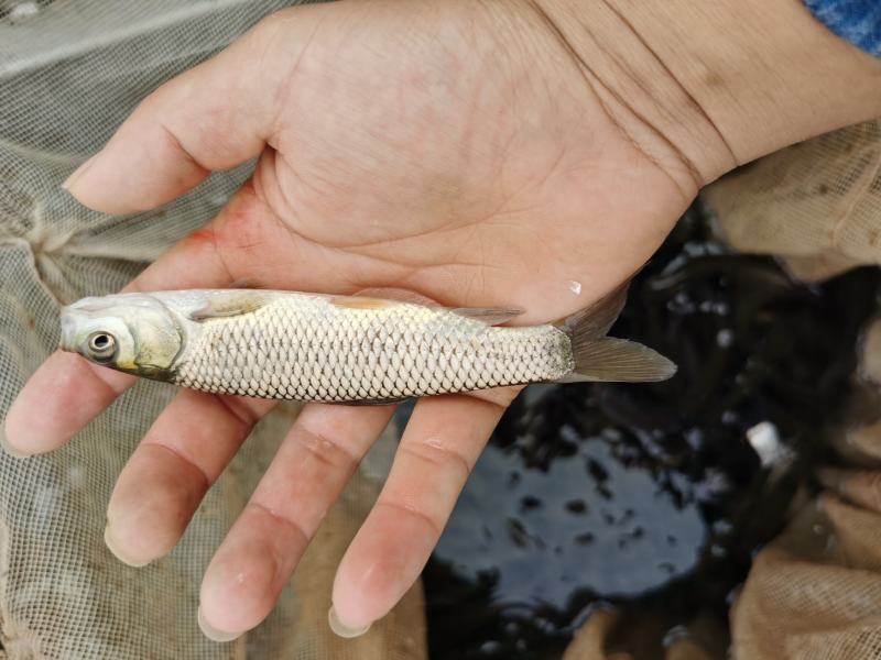 草鱼苗人工养殖6~8cm，送货上门，货到付款