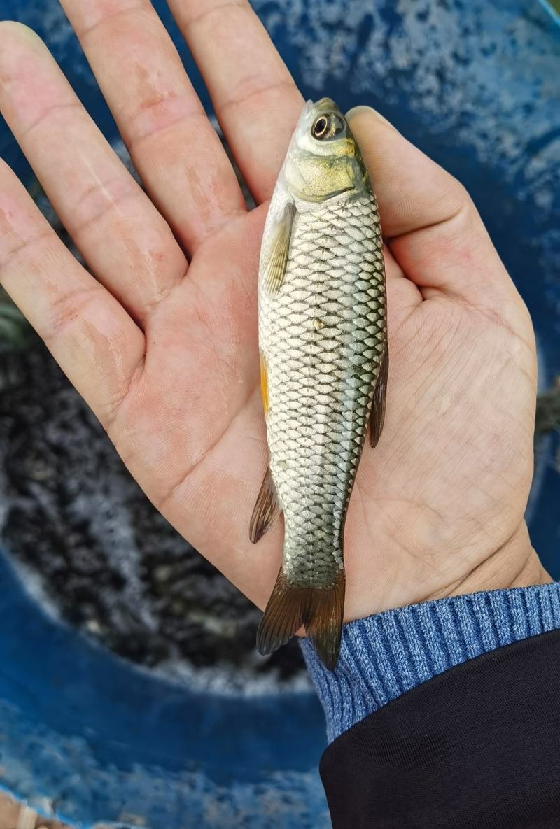 草鱼苗人工养殖6~8cm，送货上门，货到付款