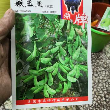 嫩玉王早熟扁豆种子，比常规扁豆提前100天上市