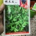 嫩玉王早熟扁豆种子，比常规扁豆提前100天上市