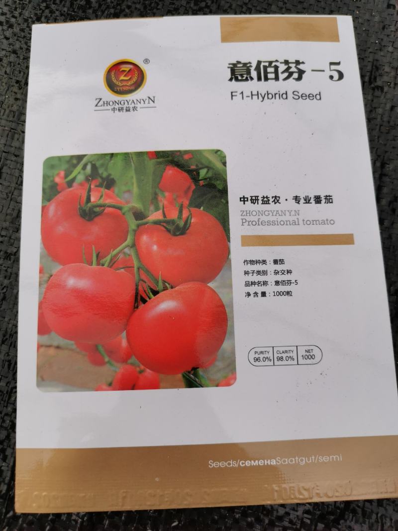 西红柿苗（博娜9号，博娜8号，意佰芬一5，粉多宝）