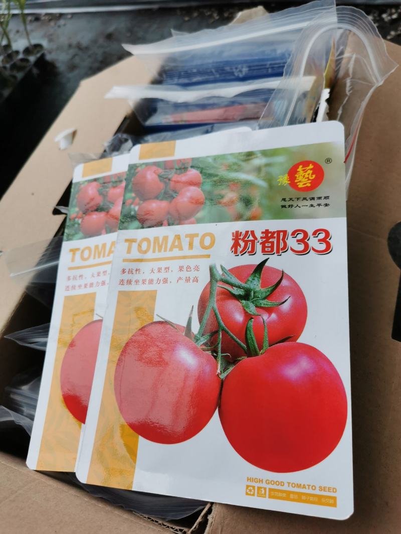 西红柿苗（博娜9号，博娜8号，意佰芬一5，粉多宝）