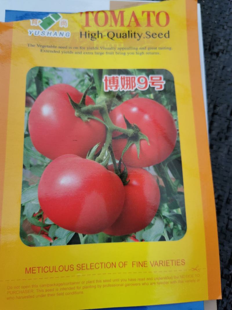 西红柿苗（博娜9号，博娜8号，意佰芬一5，粉多宝）