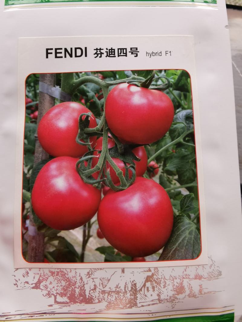 西红柿苗（博娜9号，博娜8号，意佰芬一5，粉多宝）