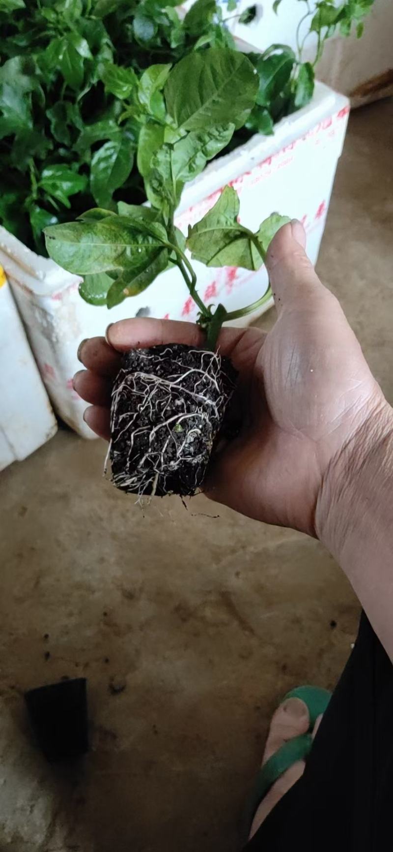 台农一号百香果当年开花结果产量多易管理货苗无病毒品种纯正