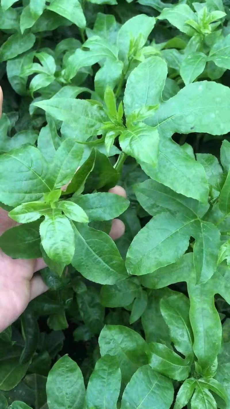台农一号百香果当年开花结果产量多易管理货苗无病毒品种纯正