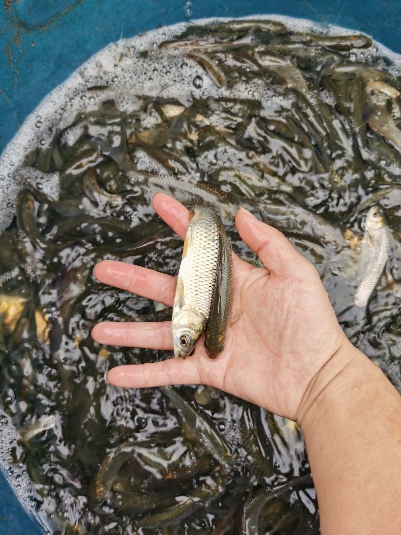 草鱼苗，欢迎各位老板来电咨询，免费送货上门，货到付款