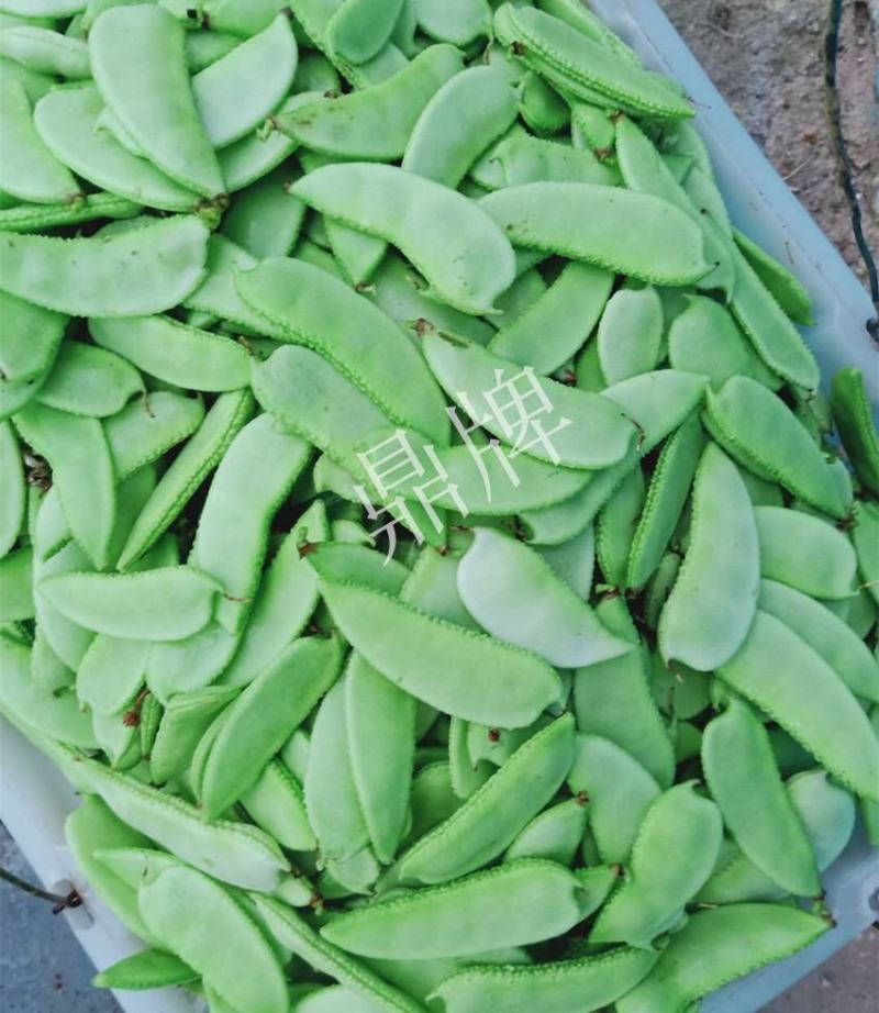 嫩玉王早熟扁豆种子，比常规扁豆提前100天上市