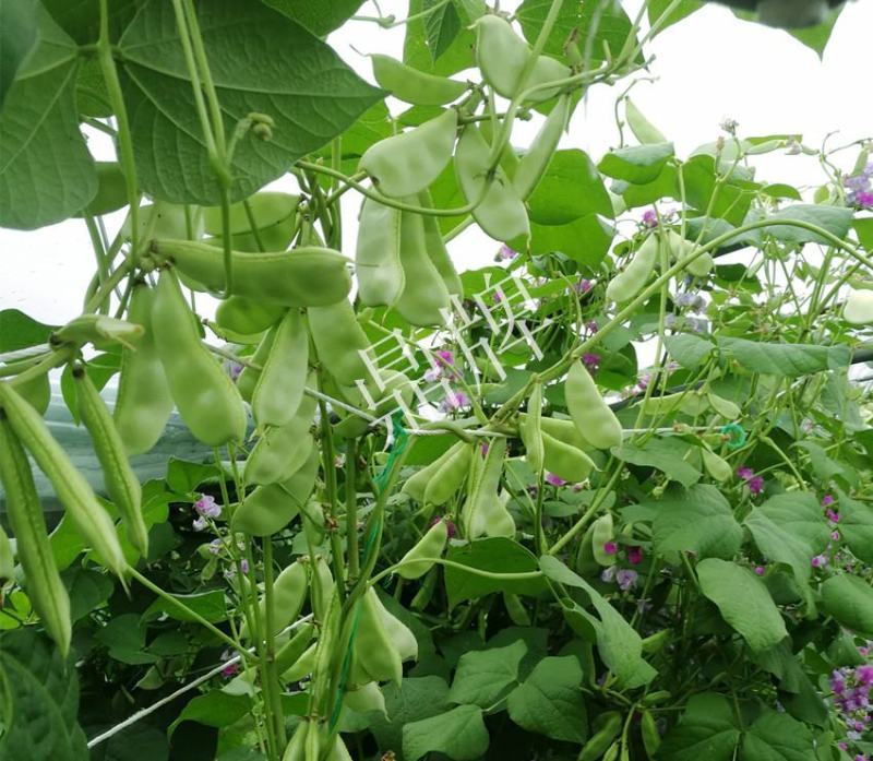 嫩玉王早熟扁豆种子，比常规扁豆提前100天上市