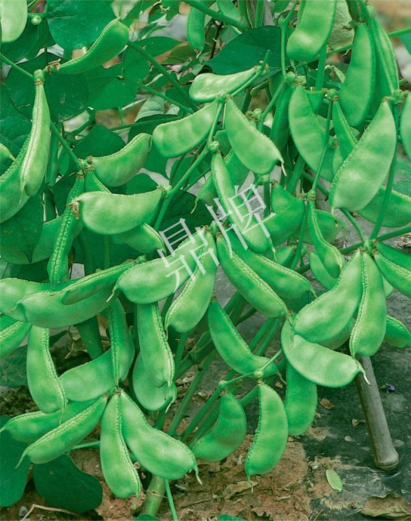嫩玉王早熟扁豆种子，比常规扁豆提前100天上市