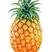 海南文昌菠萝成熟了，可供电商，各大市场，商超！欢迎老板选