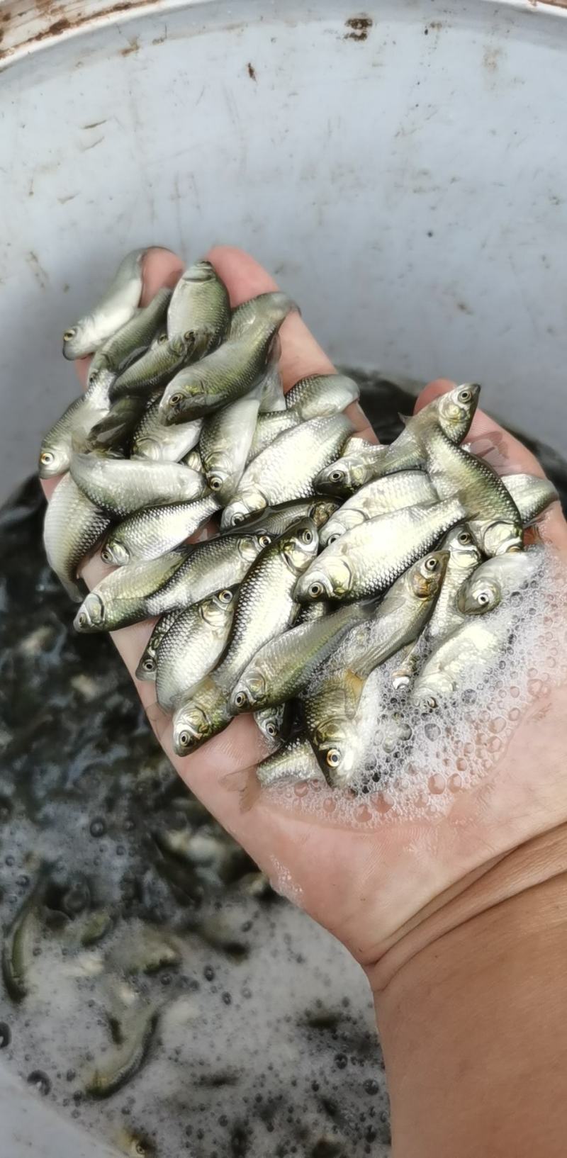 鲫鱼苗，欢迎各位老板来电咨询，免费送货上门，货到付款