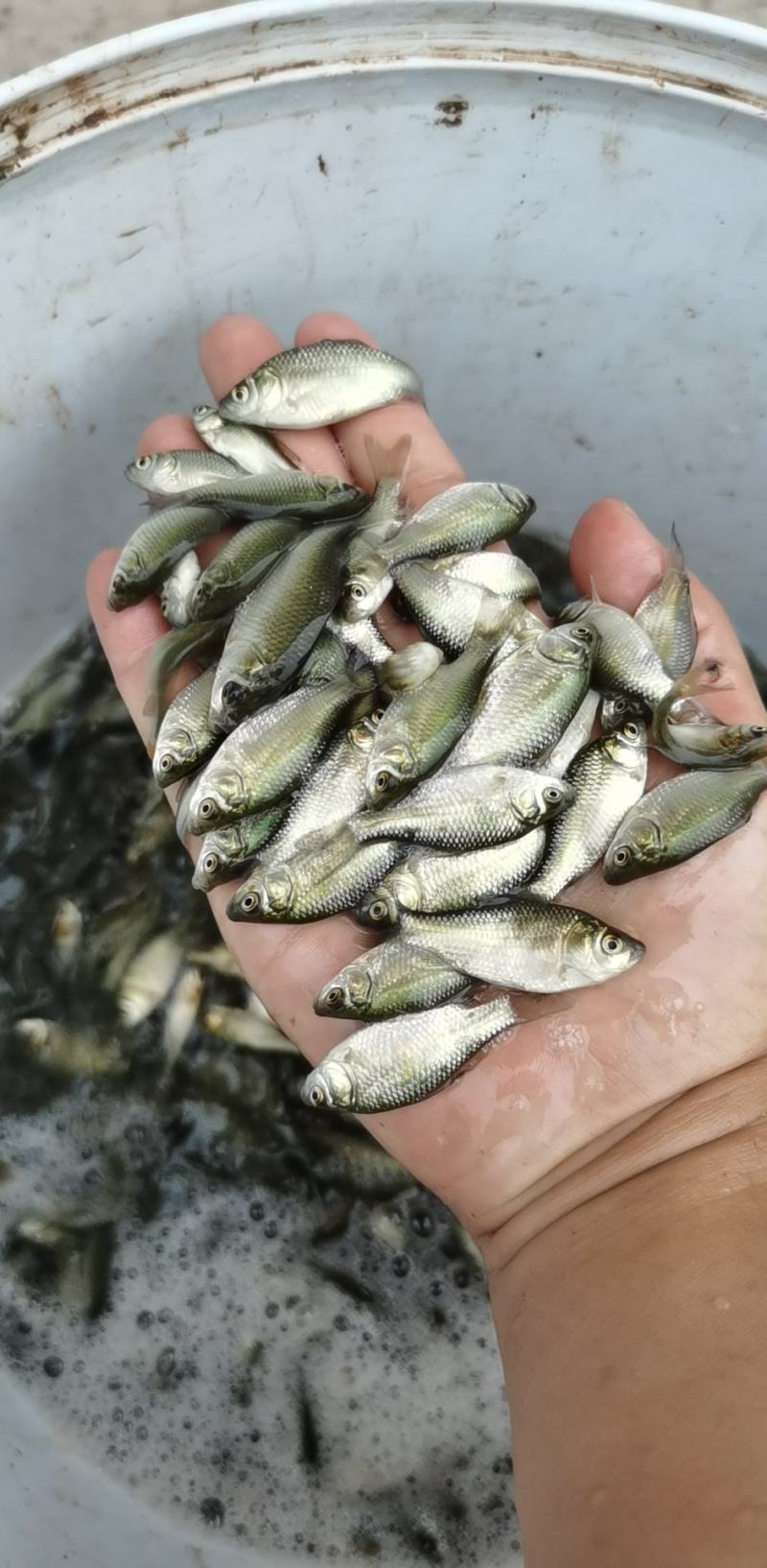 鲫鱼苗，欢迎各位老板来电咨询，免费送货上门，货到付款