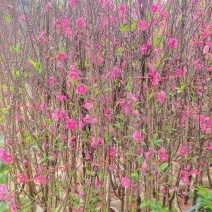 桃花树苗2年苗观赏桃花树苗只开花的桃花苗桃花苗