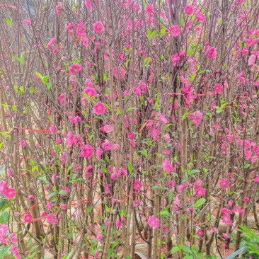 桃花树苗2年苗观赏桃花树苗只开花的桃花苗桃花苗