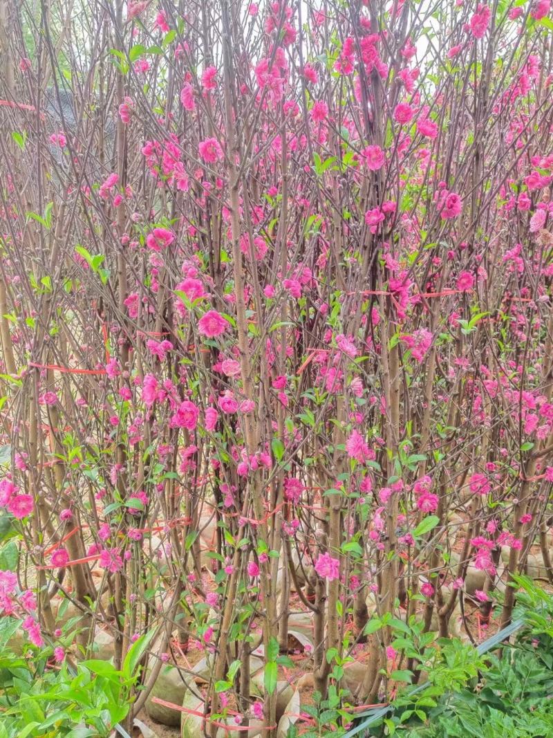 桃花树苗2年苗观赏桃花树苗只开花的桃花苗桃花苗