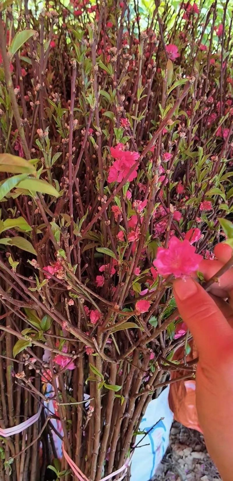 桃花树苗2年苗观赏桃花树苗只开花的桃花苗桃花苗