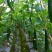 【粗六股加粗线爬藤网】黄瓜苦瓜丝瓜专用网植物攀爬种植网