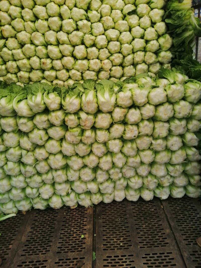 常年供货精品大白菜。